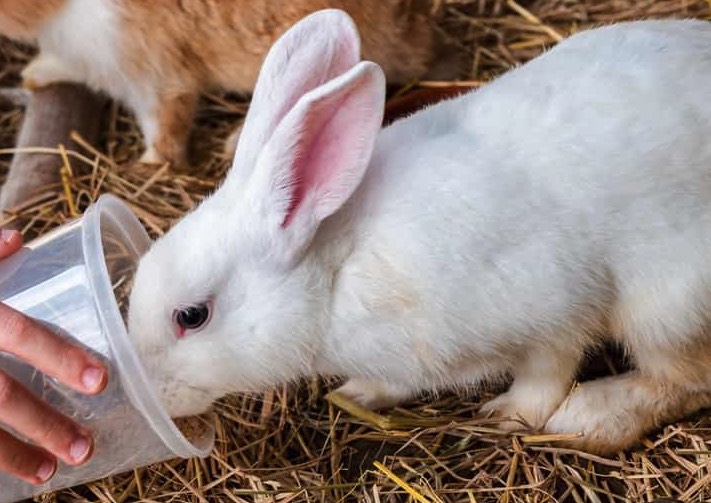 肉兔飼怎麼降低粗纖維水平 ？