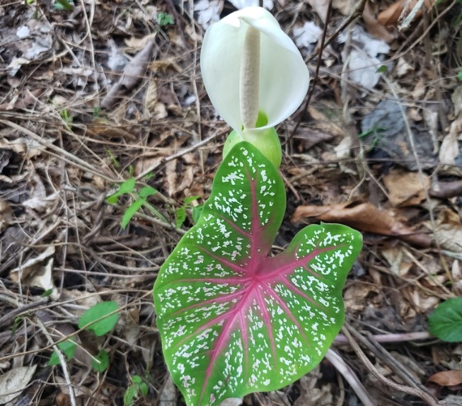 五彩芋怎麼收集種子和進行處理 ？