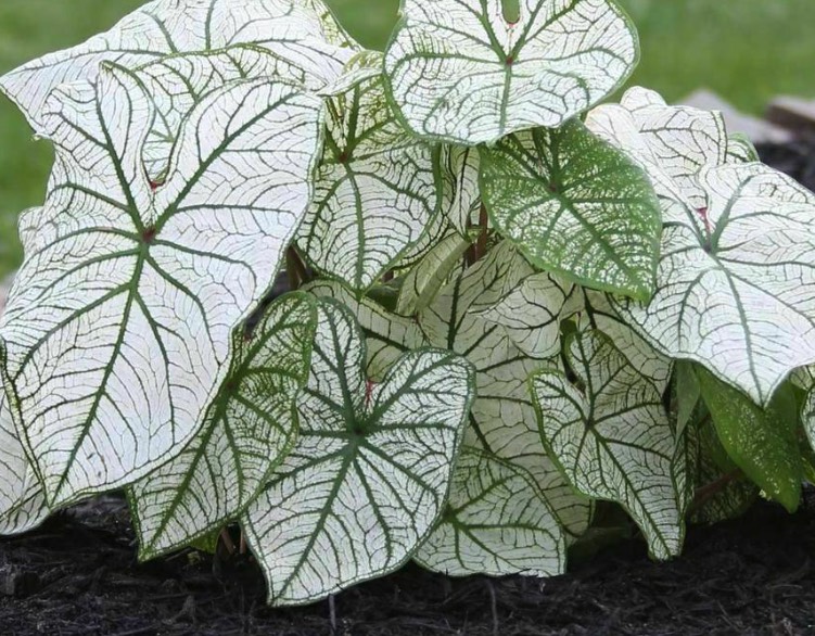 五彩芋是什麼植物，有什麼形態特點 ？