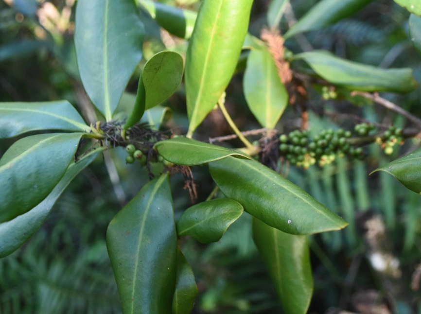 蔓竹杞怎麼收集種子和進行處理？