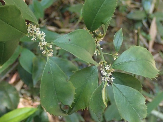 蔓竹杞怎麼收集種子和進行處理？