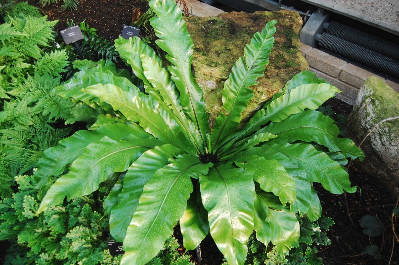 鳥巢蕨孢子怎麼處理和萌芽 ?