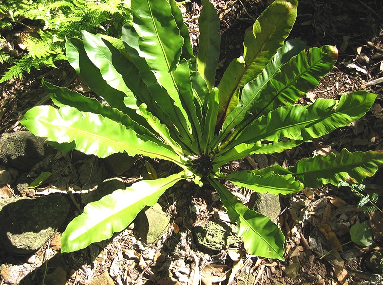 鳥巢蕨對土壤和溫度有什麼要求，耐旱嗎 ？