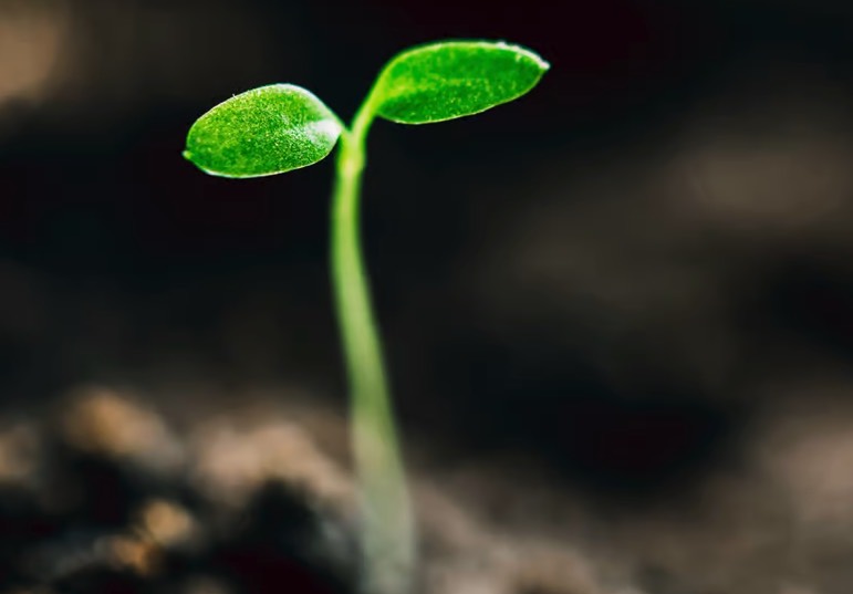 蔓竹杞種子培育和催芽方法 ？