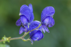 <strong>黃花烏頭對生長環境有什麼要求，花期在什麼時候?</strong>