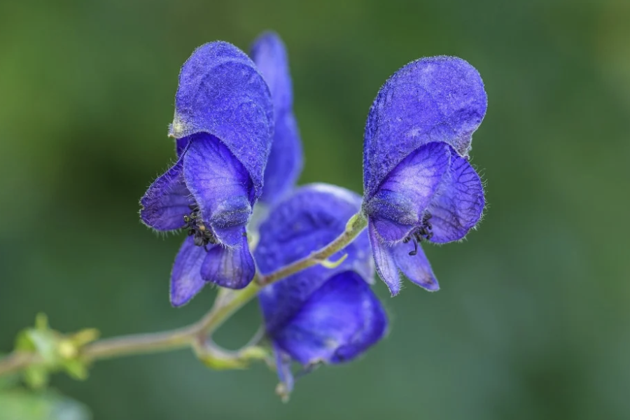 黃花烏頭對生長環境有什麼要求，花期在什麼時候?