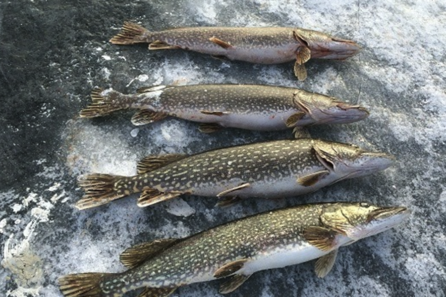 怎麼用飛蛸技巧來捕獲北美狗魚?