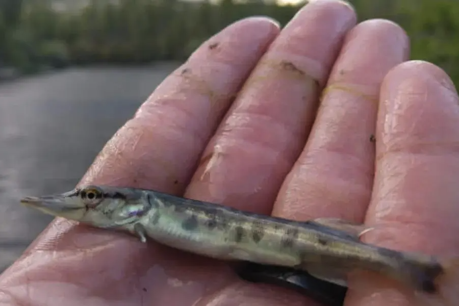 怎麼用飛蛸技巧來捕獲北美狗魚?