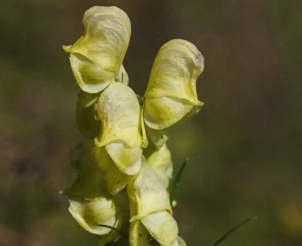 黃花烏頭怎麼進行繁殖 ？