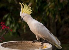 <strong>葵花鳳頭鸚鵡有什麼生活習性和飲食習性 ？</strong>