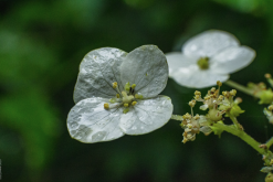 <strong>虎耳草怎麼收集種子和進行培育?</strong>