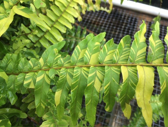 波士頓腎蕨是什麼植物，有什麼形態特點 ？