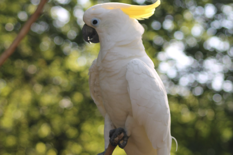 葵花鳳頭鸚鵡如何訓練不會飛走?