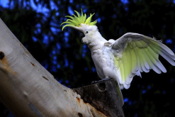 <strong>葵花鳳頭鸚鵡怎麼補充蛋白質?</strong>