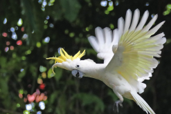 <strong>葵花鳳頭鸚鵡的壽命多久，飼養需要注意什麼?</strong>