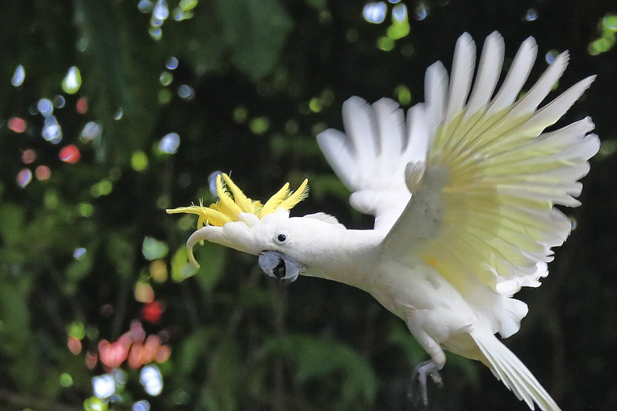 葵花鳳頭鸚鵡的壽命多久，飼養需要注意什麼?