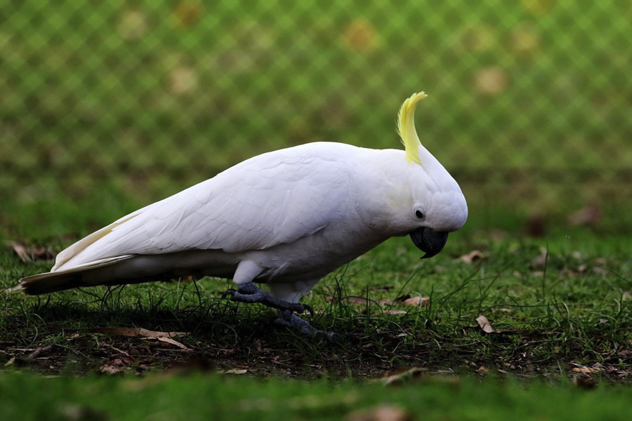 葵花鳳頭鸚鵡的壽命多久，飼養需要注意什麼?