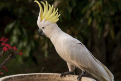 <strong>葵花鳳頭鸚鵡怎麼進行語言模仿?</strong>