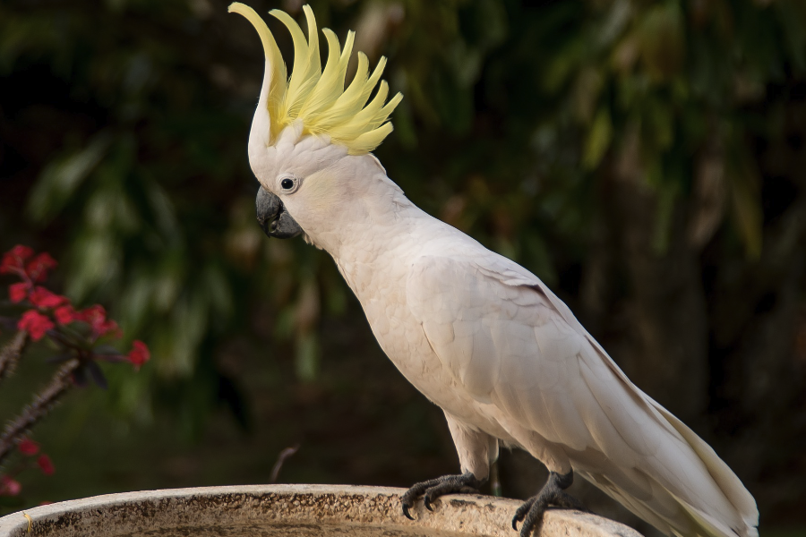 葵花鳳頭鸚鵡怎麼進行語言模仿?