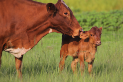 <strong>查理牛對飼料有什麼要求，日飼料如何搭配？</strong>