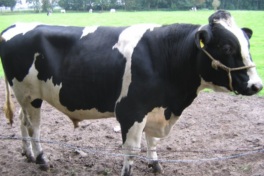 查理牛對飼料有什麼要求，日飼料如何搭配？