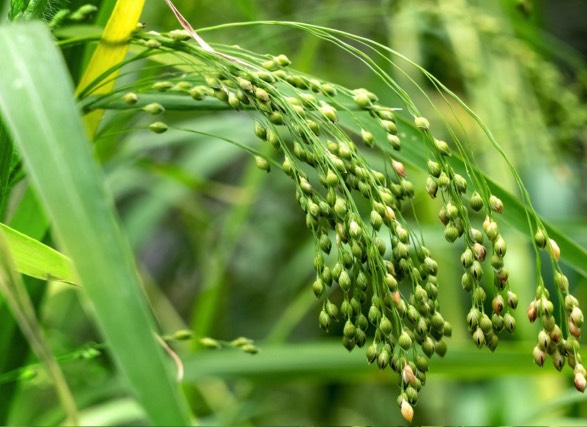 黍子土壤在冬季施農家肥有什麼好處 ？