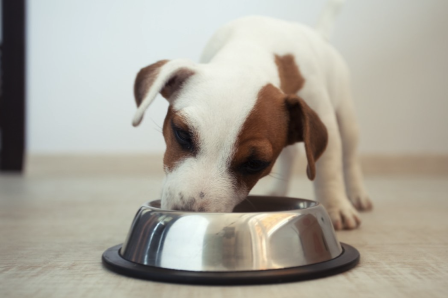 飼料中粗蛋白有什麼成分組成？