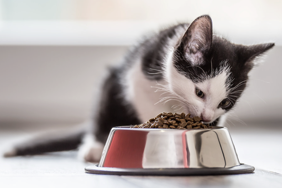 飼料養分的組成成分有哪些?