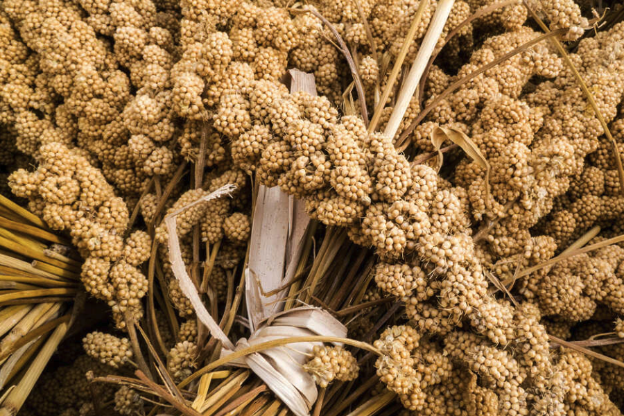 黍子的畝產量怎麼樣，種植密度怎麼把握？