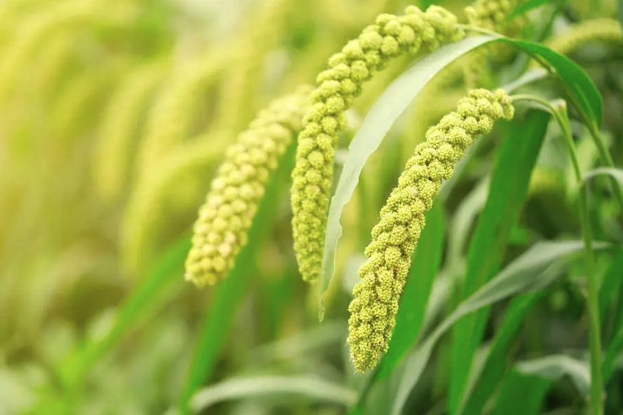 黍子磨成麵粉有什麼口味有什麼特點？