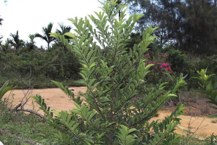 灌木植物和喬木植物有什麼不同點？