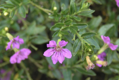 <strong>紫萼距花是什麼植物，有什麼特點？</strong>