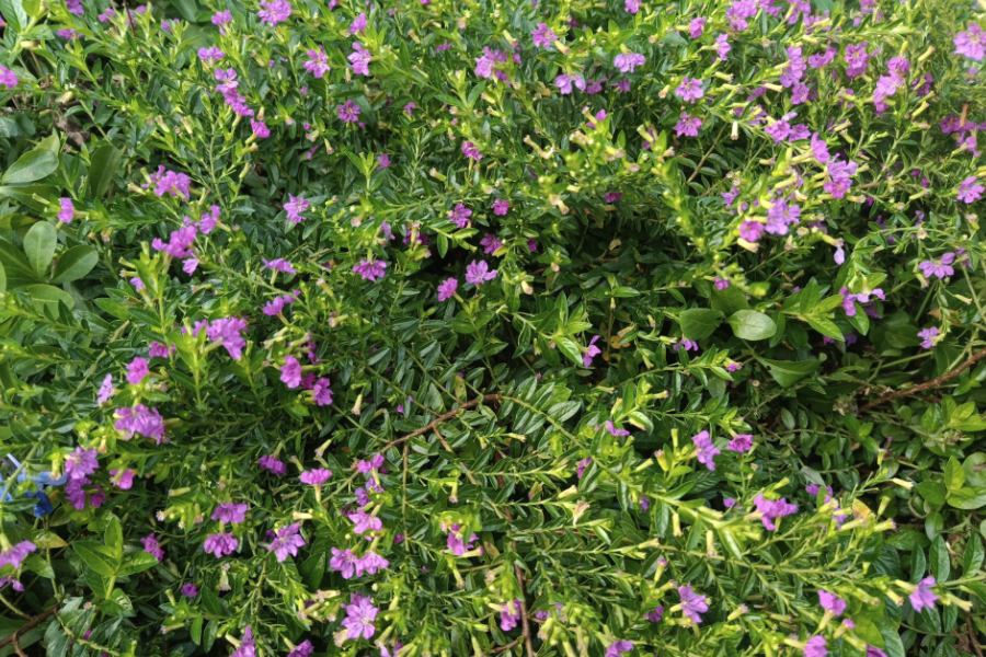 紫萼距花是什麼植物，有什麼特點？