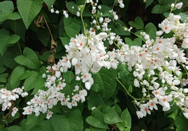 白珊瑚藤怎麼進行莖條插芽，需要注意什麼 ？