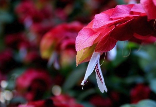 紅蝦花感染灰黴病有什麼症狀？