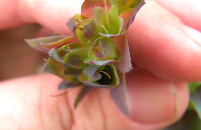 紅蝦花怎麼收集和處理種子 ？