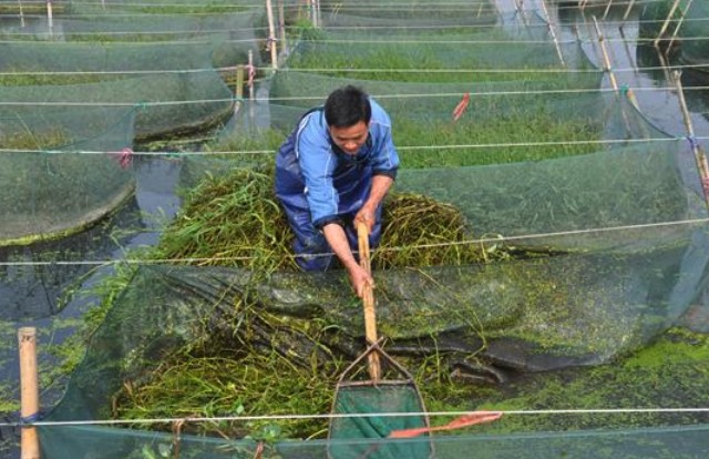 黃鱔池塘裏麵的水草腐爛了怎麼處理？