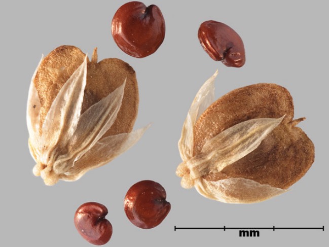 苦草怎麼收集種子和進行處理 ？