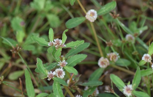 苦草怎麼收集種子和進行處理 ？