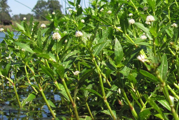 苦草在池塘中的繁殖能力怎麼樣 ？