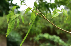 <strong>黃鍾花有什麼生態習性，分布在哪些地區？</strong>