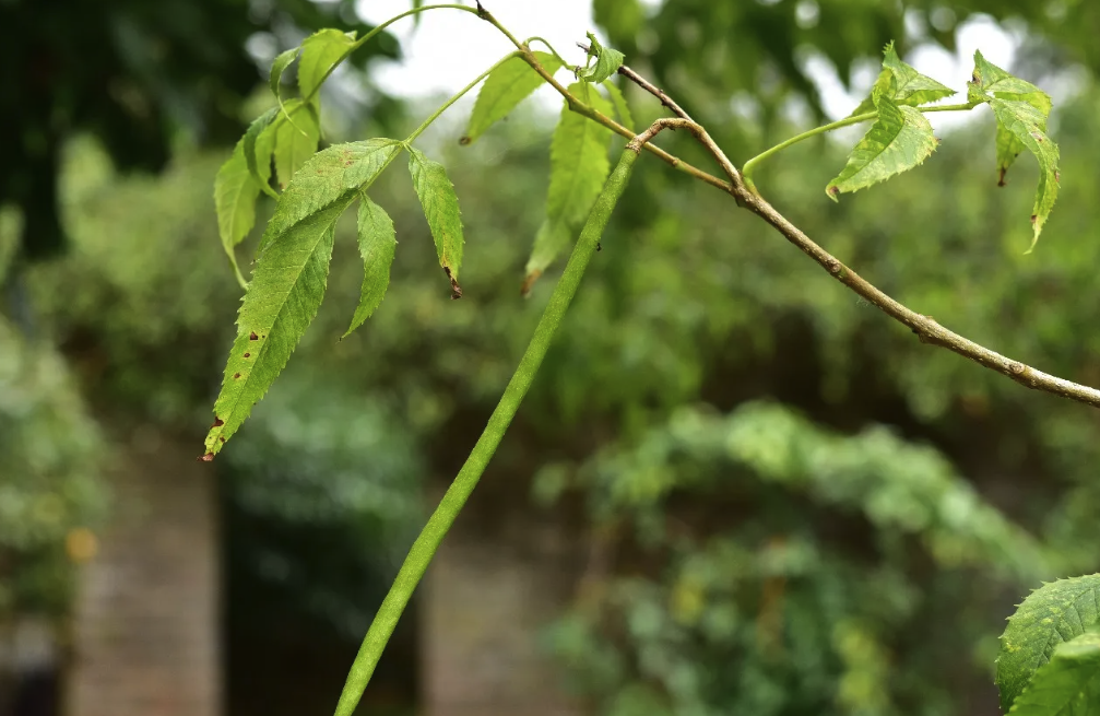 黃鍾花栽培土壤一般以什麼土壤為宜？