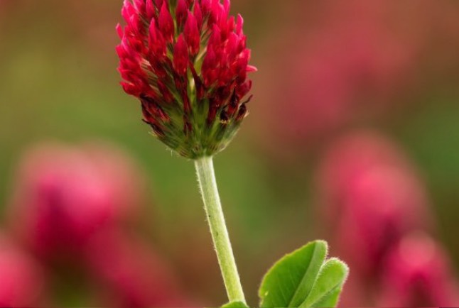 紫花苜蓿的根係有什麼特點 ？