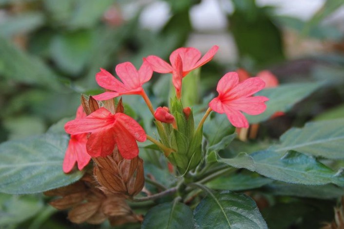 黃鳥尾花出現蚜蟲怎麼進行消滅 ？