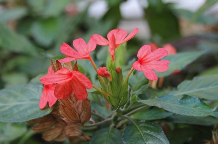 黃鳥尾花追肥可以用農家肥嗎 ？