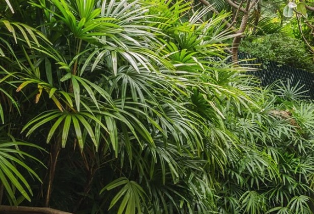 棕竹是什麼植物，有什麼形態特點 ？