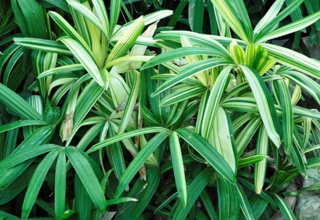 棕竹是什麼植物，有什麼形態特點 ？