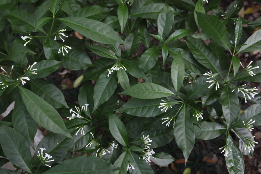 蘿芙木對生長環境有什麼要求？