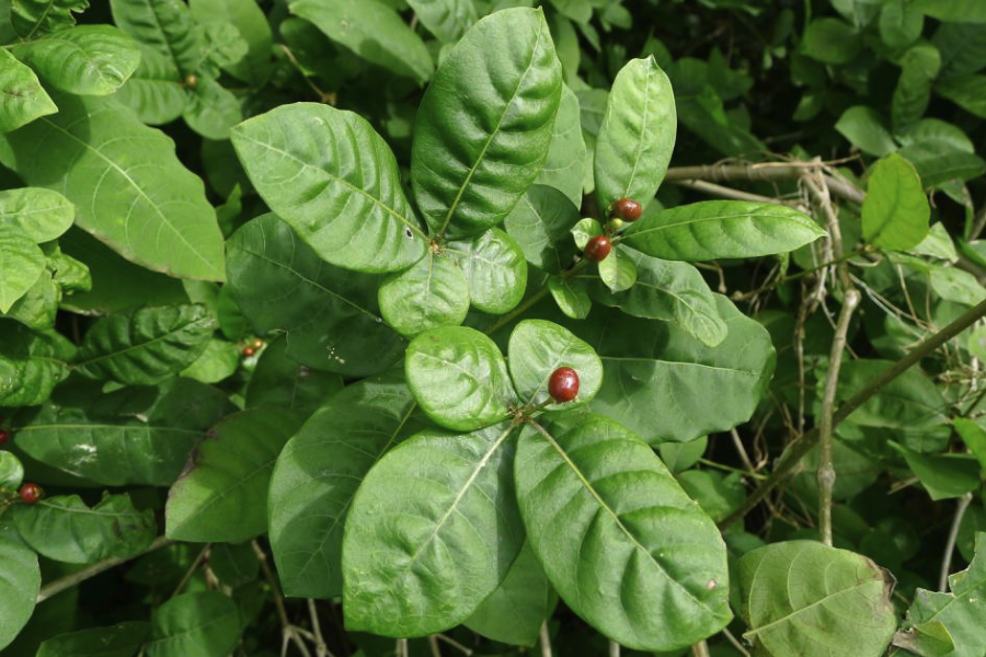 蘿芙木是什麼植物，有什麼形態特點？