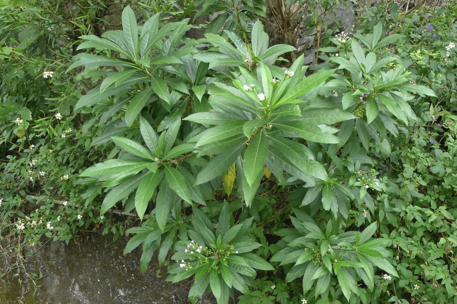 蘿芙木出現白粉病是什麼原因？